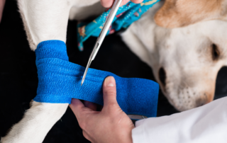 vendas cohesivas veterinario azul