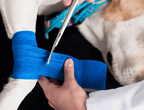 Vendas cohesivas en veterinaria: usos, beneficios y cómo elegir la mejor opción