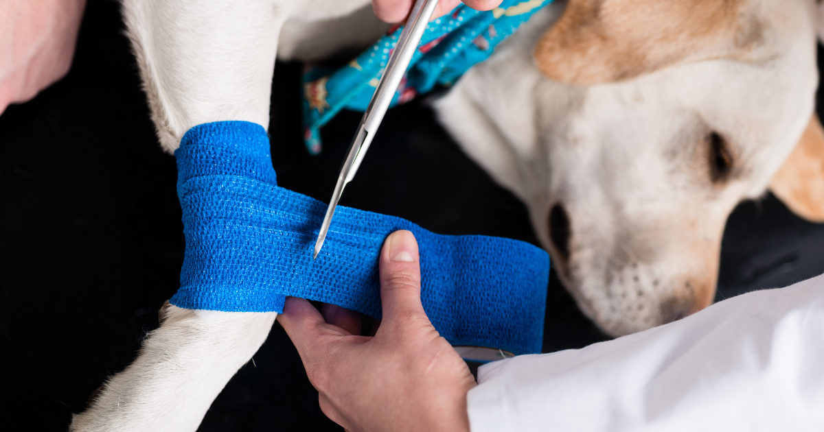 vendas cohesivas veterinario azul