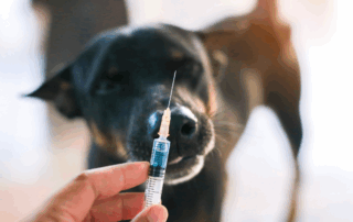 jeringas para animales portada