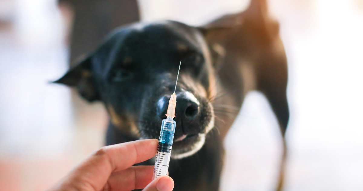 jeringas para animales portada