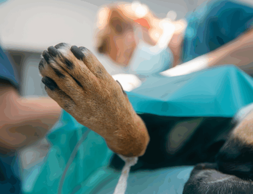 ¿Por qué usar un campo quirúrgico adhesivo en veterinaria?