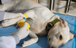 catéter-intravenoso-veterinaria