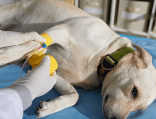 Catéter intravenoso en veterinaria: claves para una correcta selección y uso