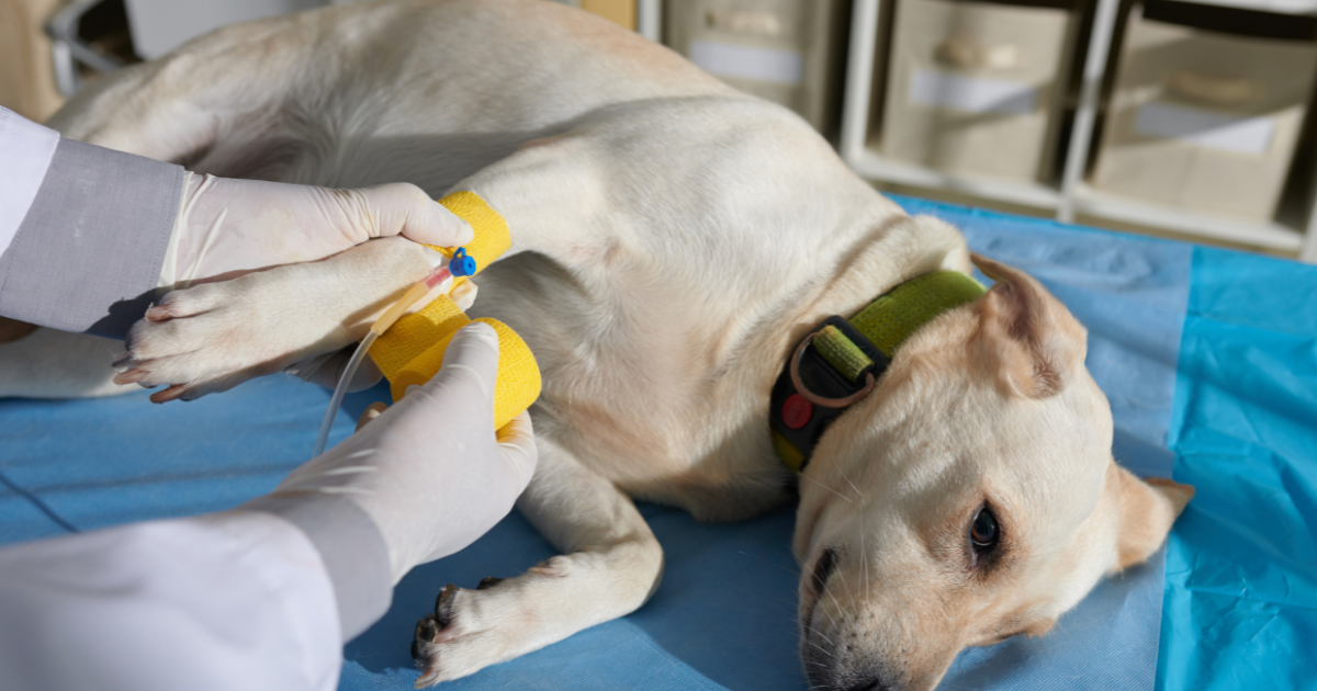 catéter-intravenoso-veterinaria