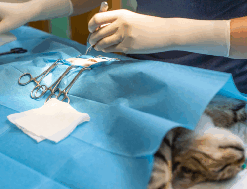 Hipotermia intraoperatoria en animales pequeños: cómo controlar la temperatura perioperatoria
