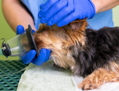 ¿Qué equipos para anestesia veterinaria necesitas en tu clínica?