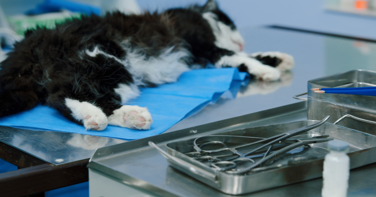 hipotermia-intraoperatoria-preparacion-quirurgica