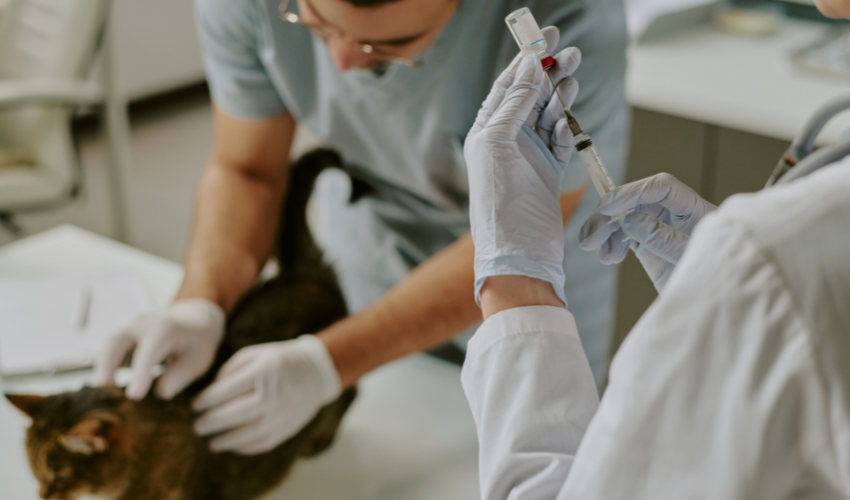 gestion-de-medicamentos-para-veterinaria