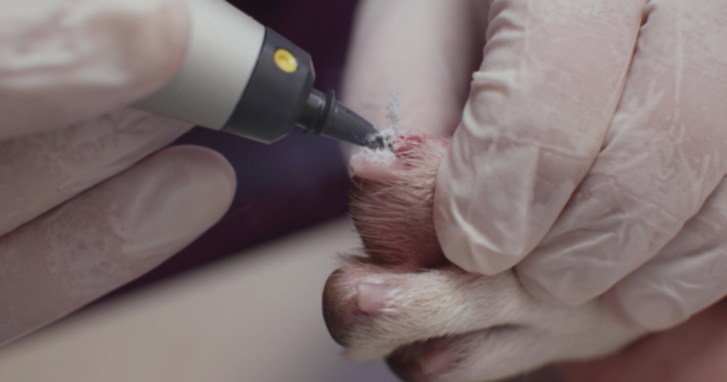 cryopen-veterinary-para-criocirurgia-veterinaria