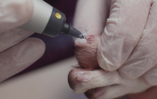 cryopen-veterinary-para-criocirurgia-veterinaria