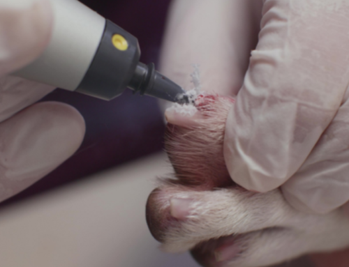 Cryopen Veterinary: criocirugía de precisión para uso veterinario