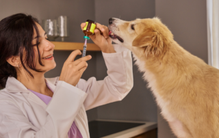 gestion-de-medicamentos-en-situaciones-especiales-etiquetaje-jeringuillas-veterinaria