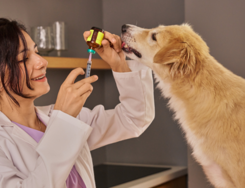 Gestión de medicamentos segura en veterinaria: la importancia de etiquetar las jeringas