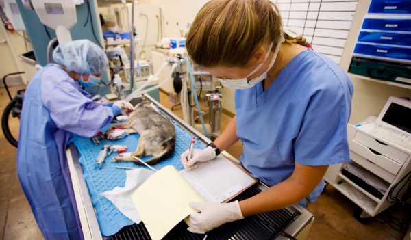Antiseptico-veterinario