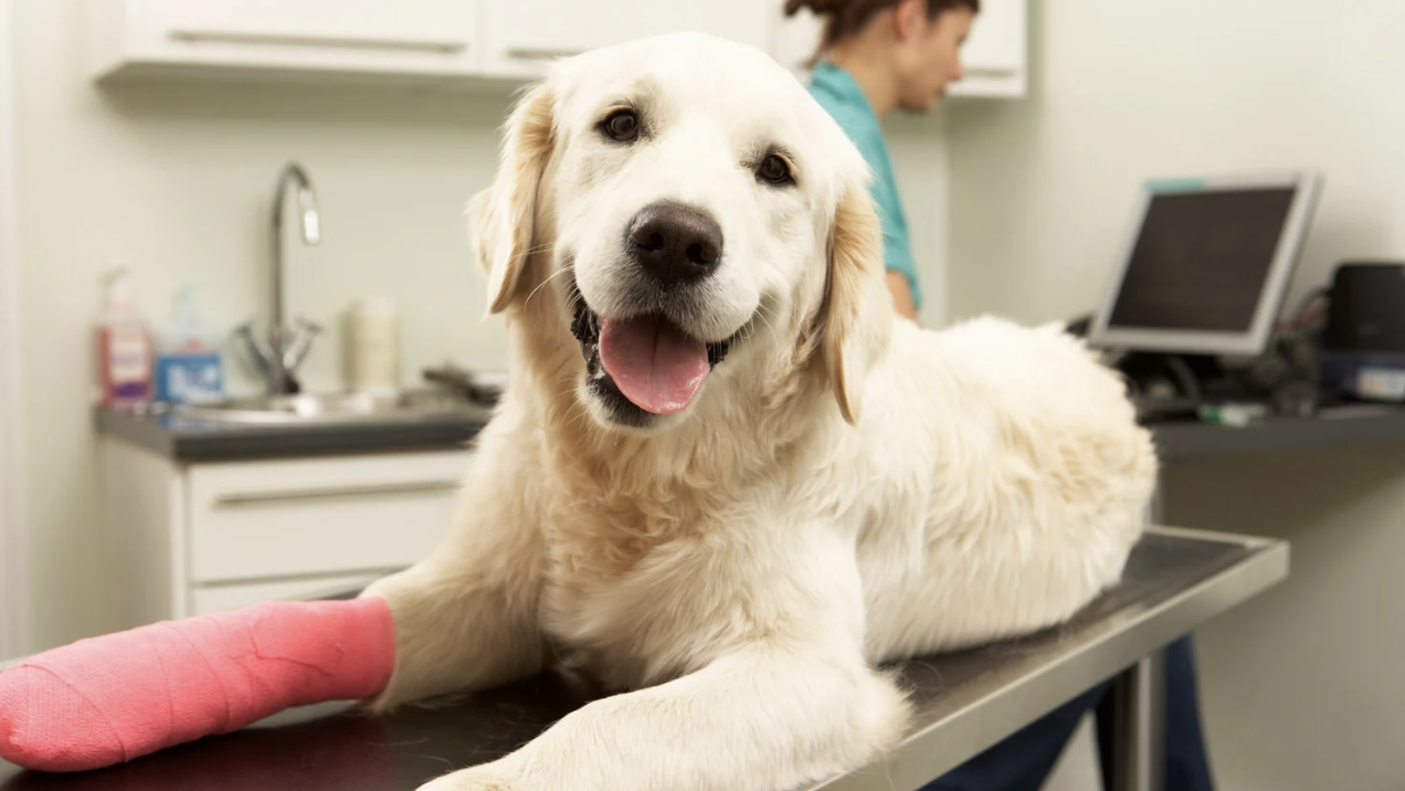 medical-express-vet