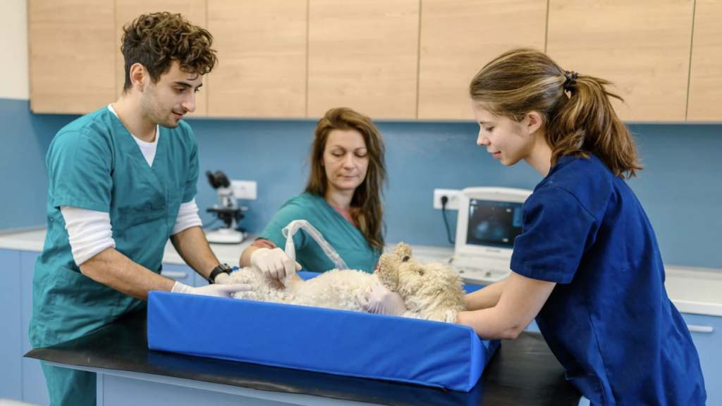 posiciones-anatomicas-en-veterinaria-posicionamiento-radiográfico-veterinaria