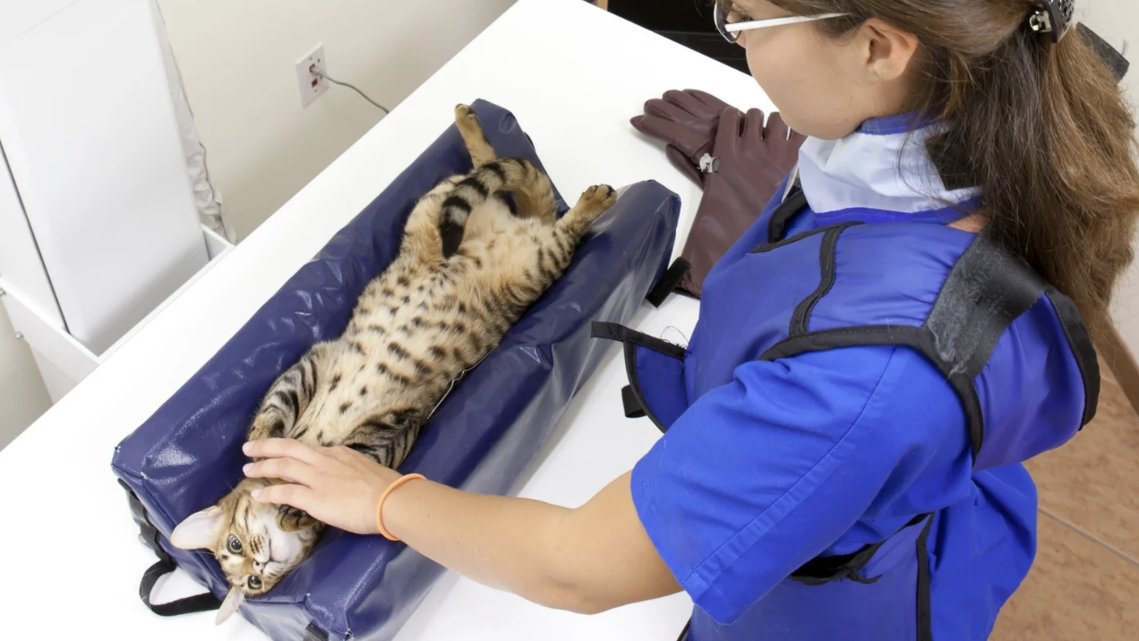 posiciones anatomicas en veterinaria​