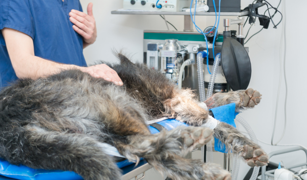 Posicionadores-veterinarios-para-radiografias-y-cirugías