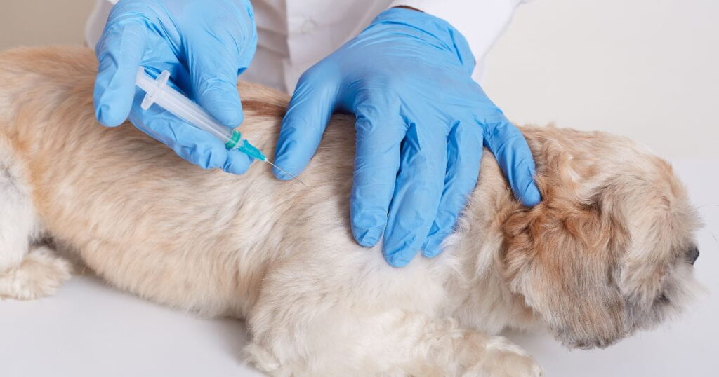 PRP Veterinaria Tratamiento