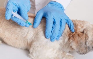 PRP Veterinaria Tratamiento