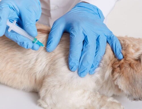 Guía PRP en veterinaria: Todo lo que un profesional veterinario debe saber