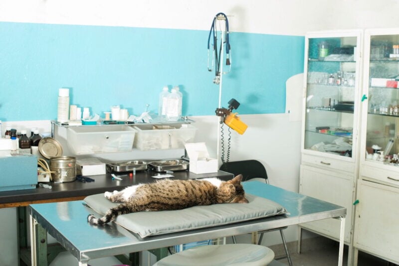 Anestesia Veterinaria