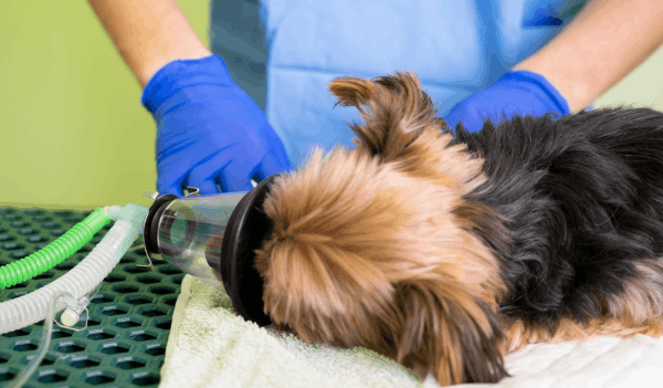 Maquina Anestesia Veterinaria